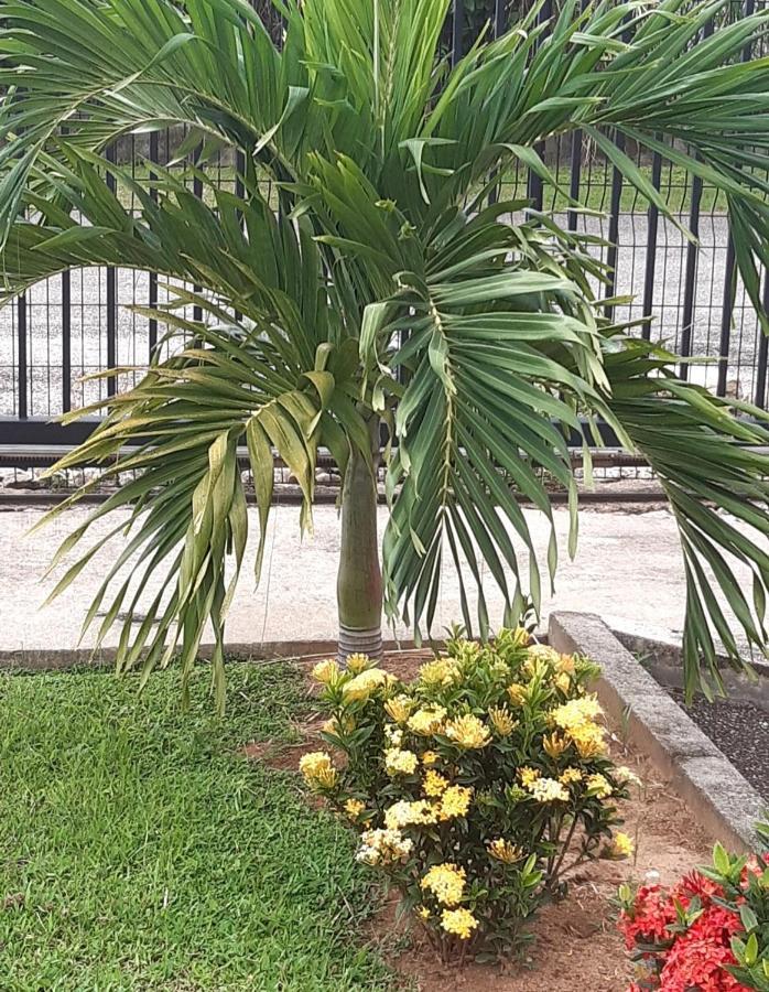 Emeraude Cayenne Dış mekan fotoğraf